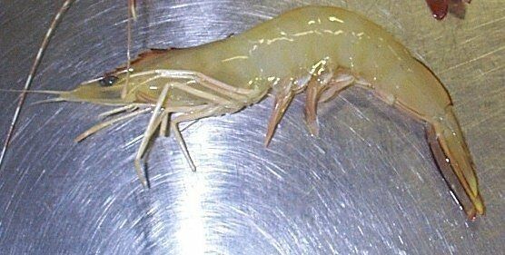 Banana Prawn