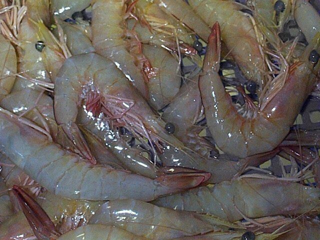 Red Legged Banana Prawn