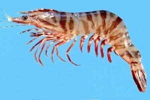 Brown Tiger Prawn