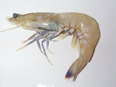 King Prawn