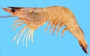 Blue Endeavour Prawn